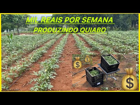 MIL REAIS POR SEMANA EM 900 METROS QUADRADOS COM O QUIABO ??#agro #agricultura #agriculture