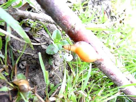 Leucochloridium paradoxum