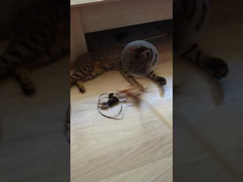 Amira the Savannah cat's new toy 😻