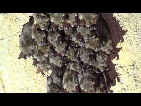 Nietoperze z całej Europy zlatują do MRU