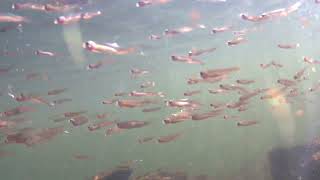 #meu segundo video do canal