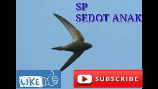 Download lagu Ampuh...!!Jamin cepat menginapkan walet dengan Suara panggil walet SEDOT ANAKAN mp3