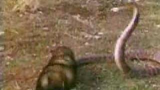 mongoose vs. snake