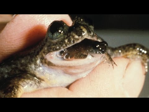 IUCN分類における絶滅の危険性を示す図。