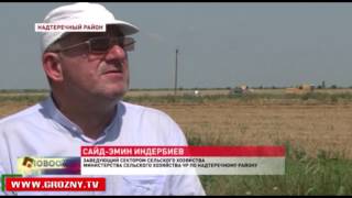 В Надтеречном районе идет уборка ячменя