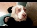 The Ultimate Dog Shaming : Cute Dog Maymo ...