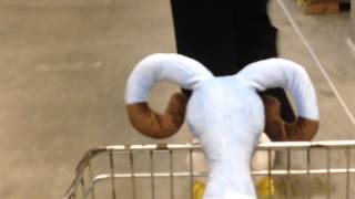 Naughty Trolly Goat at Ikea