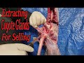 How To Remove Coyote Glands For Sale Or Personal Use