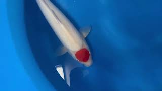 video van Tancho Kohaku 2311037