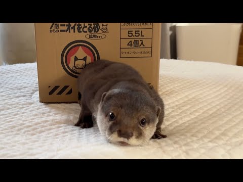 youtube-動物記事1970/01/01 09:00:00