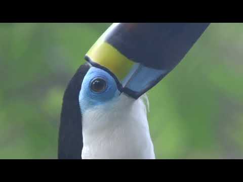 Åk med Swett till Amazonas