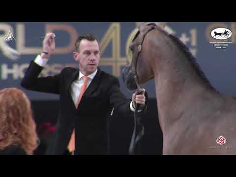 N 88 LR SOLO MIO   World Arabian Horse Championship 2021   PARIS   Yearling Colts Class 4B