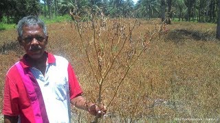 Gara-gara Harga Cabai Jeblok, Petani Cabai di Kulon Progo Matikan Kebunnya Sebut Sudah Tak Untung