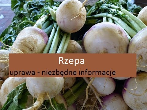 Rzepa - uprawa