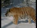 Tigers Forgiven