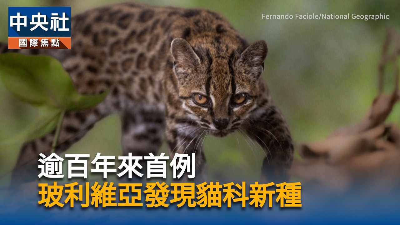逾百年來首例　玻利維亞發現貓科新種