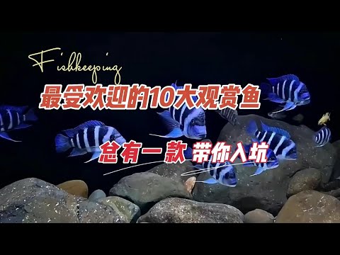 肉食魚種類