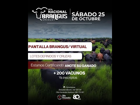 25/10/2025  16º Nacional Brangus - Otto Fernandez / Local Chiflero - Artigas