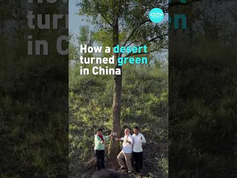How a desert turned green in China