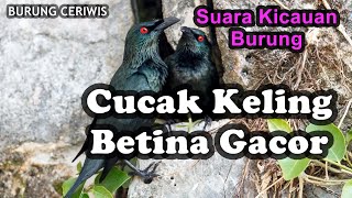 Download lagu Suara Kicauan Burung Cucak Keling Betina Gacor Cocok Buat Masteran mp3