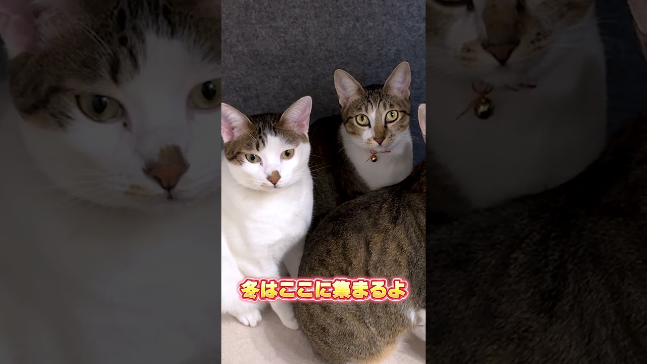 猫7匹と暮らして分かった神家電7選