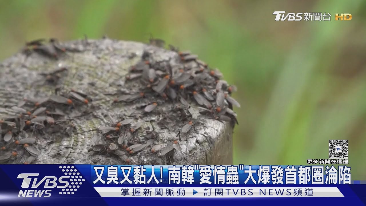 又臭又黏!「愛情蟲」大爆發韓首都圈淪陷 登山客全身爬滿蟲