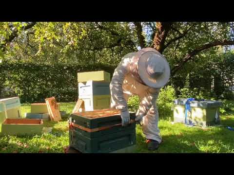 , title : 'Hunajan sadonkorjuuaika - Time of honey harvest (Advanced)'