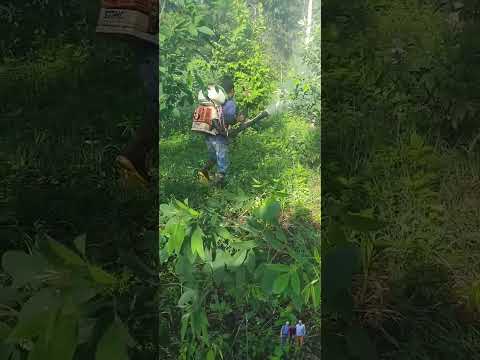 Cultivos de guandu, área nole duima comarca ngäbe bugle 🇵🇦