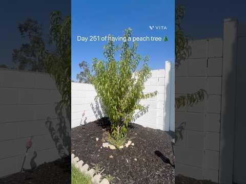 Day 251 of having a peach tree