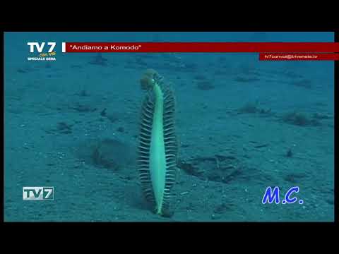 TV7 CON VOI SPECIALE SERA DEL 21/12/21 (7 DI 7) - Andiamo a Comodo