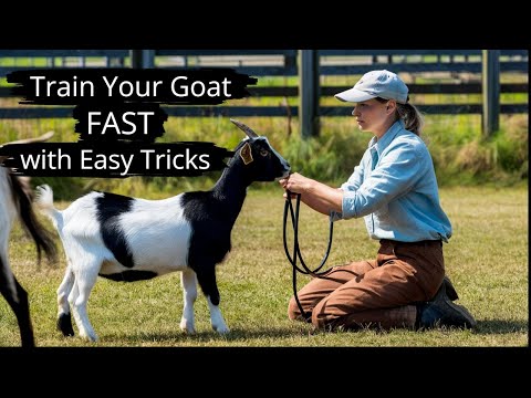 Train Your Goat FAST with Easy Tricks