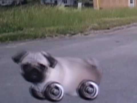 Roller Chester 7: Butthole