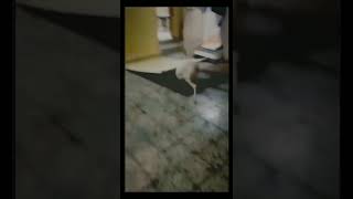 Download lagu meme lucu || kumpulan video lucu bikin ngakak sakit perut #shorts #lucu #meme mp3