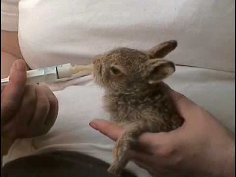 A Hare Raising Experience, 2 of 6, Feeding