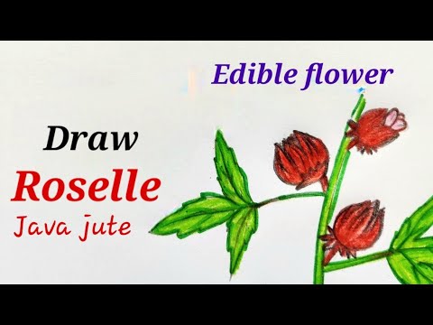 Roselle flower drawing, Edible flower drawing for EVS science, Hibiscus sabdariffa drawing.