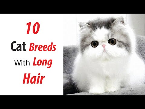 10 Cat Breeds With Long Hair