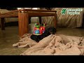 Miniature Dachshund dogs for sale: Destiny - Video 1