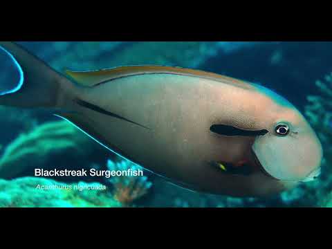 2 Surgeonfish A - scuba diving video