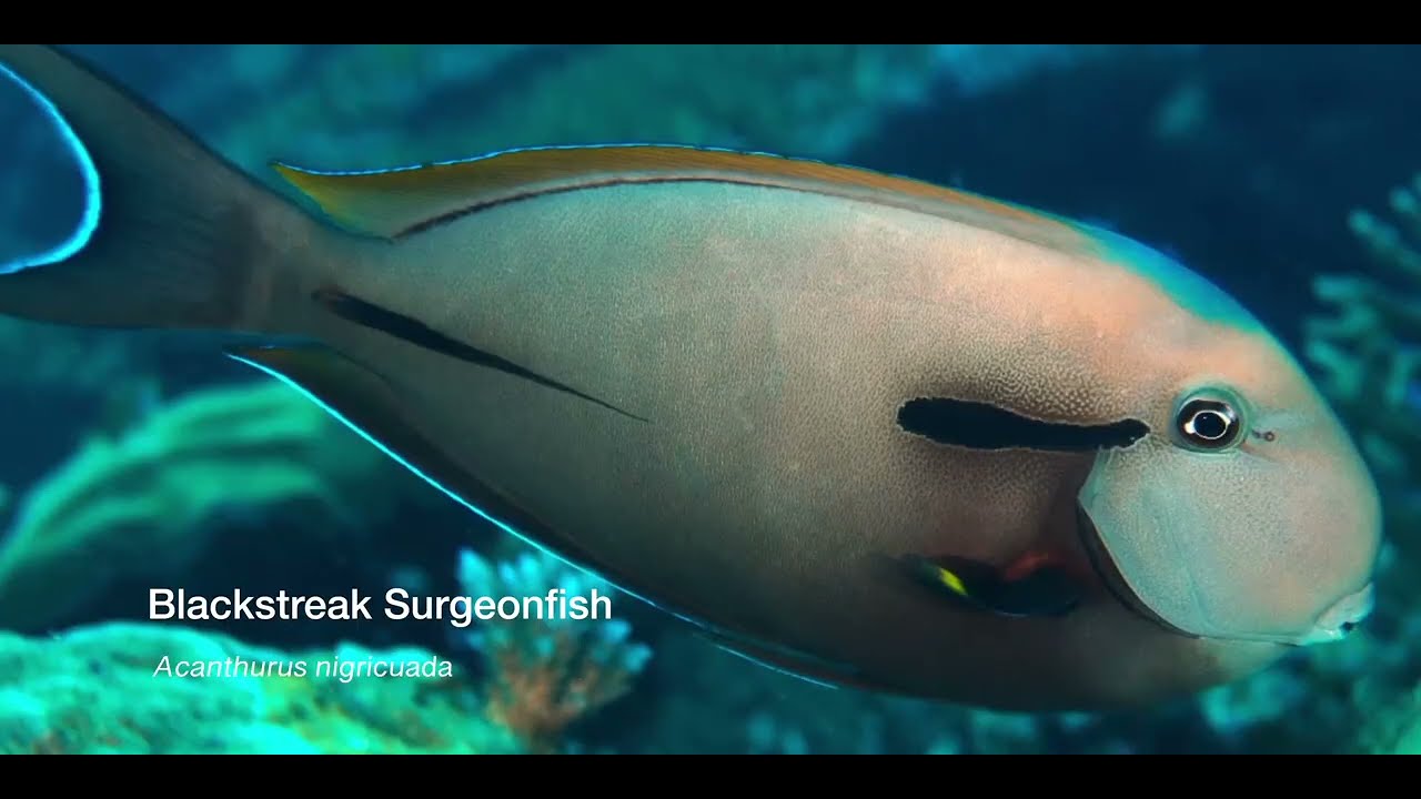 2 Surgeonfish A