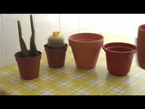 , title : 'Cómo elegir una maceta para tu cactus'