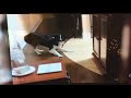 AFV Dogs Running Away With The Guitar