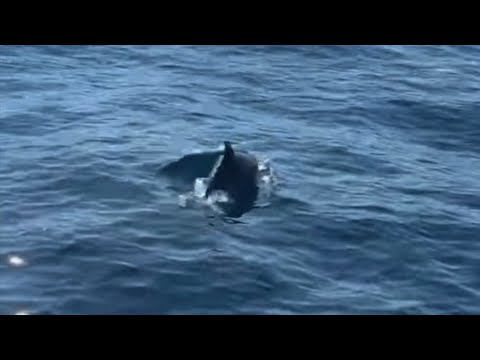 🐬🎣 Palamut avına çıkan balıkçıya yunuslar eşlik etti
