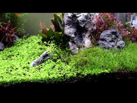 Watch Video on YouTube