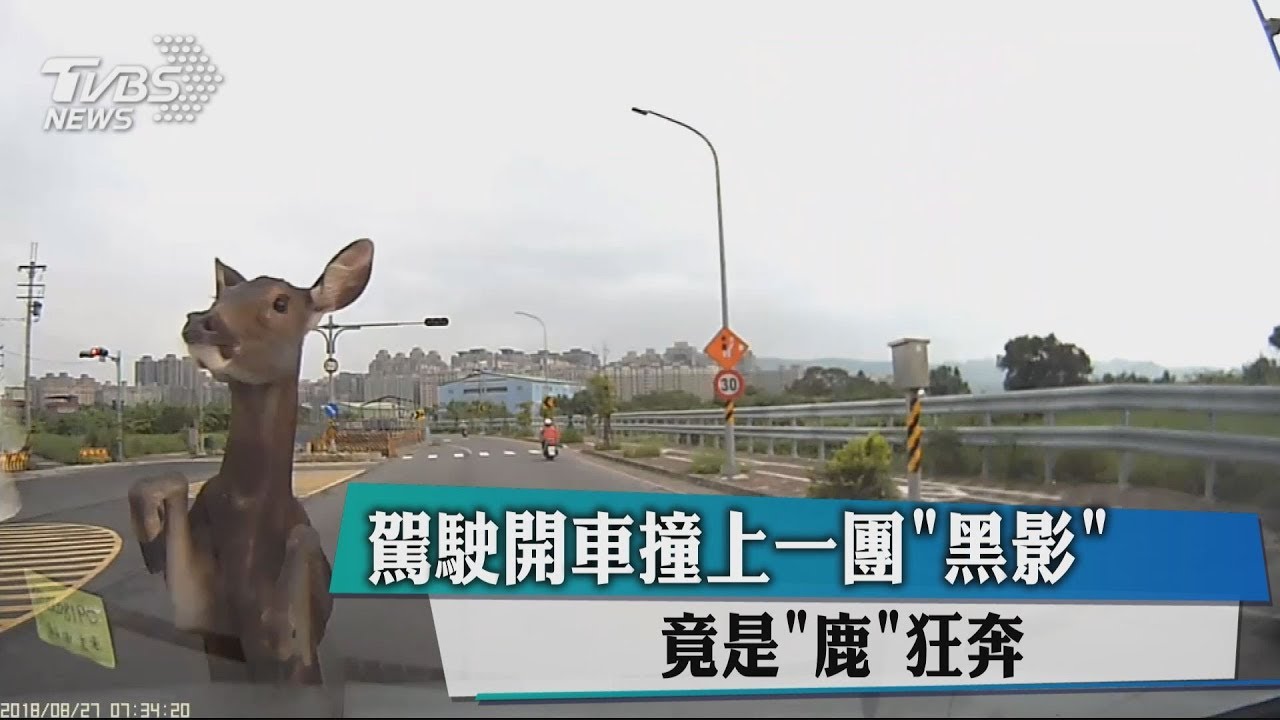 駕駛開車撞上一團「黑影」 竟是「鹿」狂奔