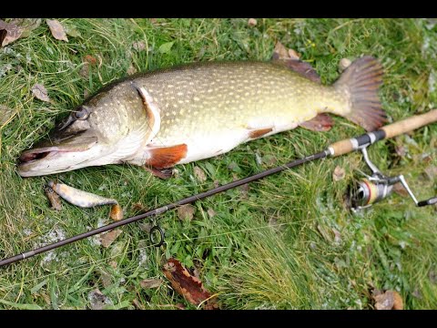 LUCCIO GIGANTE LAGO DI CAVEDINE