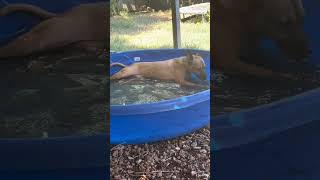 Video preview image #1 Mutt Puppy For Sale in Jackson, MS, USA