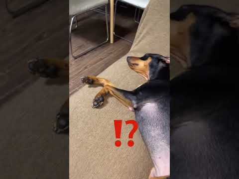 オーストリアンピンシャー