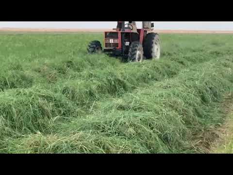 Rhodes grass cutting , baling and loading