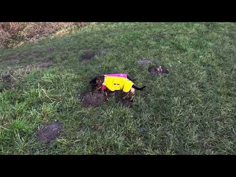 Hunde souverän und fair führen - ruhige Energie ist das A und O