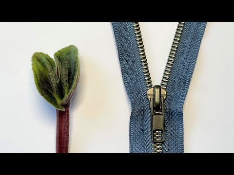 African Violets - Zippering, a.k.a. Fasciation